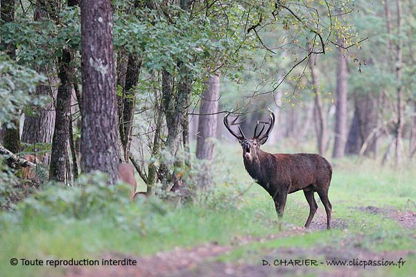 Perché sur son arbre … l'écureuil  Christophe Salin – Photographe Nature  et Environnement